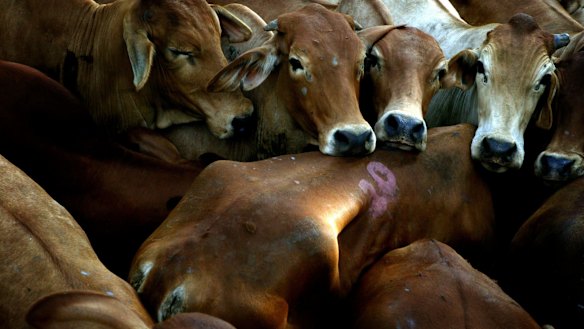 Ms Orr said the Queensland cattle industry, in particular, had confronted many difficult circumstances that placed many farmers under financial pressure and led to disputes with banks.