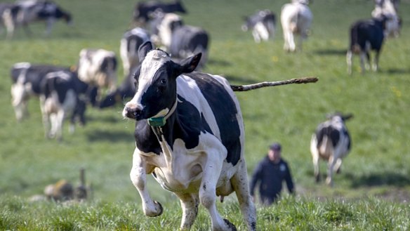 Immutep immunised cows with a trial vaccine targeting diarrhea-causing pathogens Campylobacter  and E Coli. 