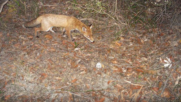 Of the 21 completely extinct marsupials and rodents in Australia, the red fox has contributed to the extinction of all but two.
