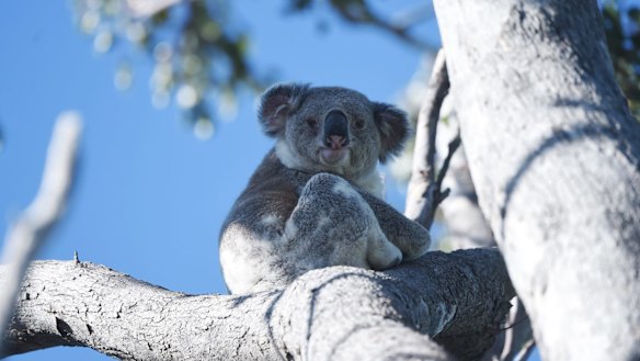 Land clearing of threatened species habitat not been assessed under national environment laws is a key threat to biodiversity. 
