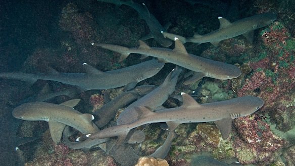 Whitetip reef sharks.