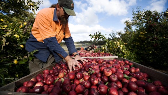 Unions have argued the COVID-19 crisis provides an opportunity to overhaul Australia's horticultural workforce.