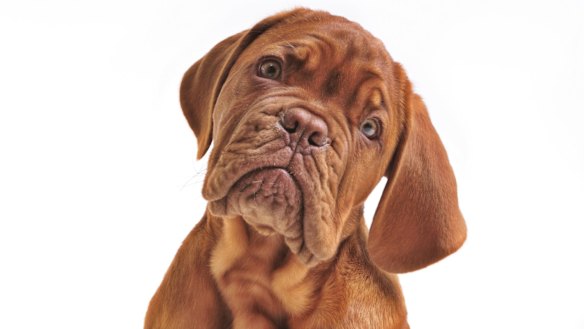 Experts advise that a pet dog has many benefits for children. 