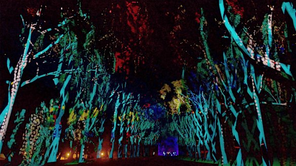 Boorna Waanginy: The Trees Speak.