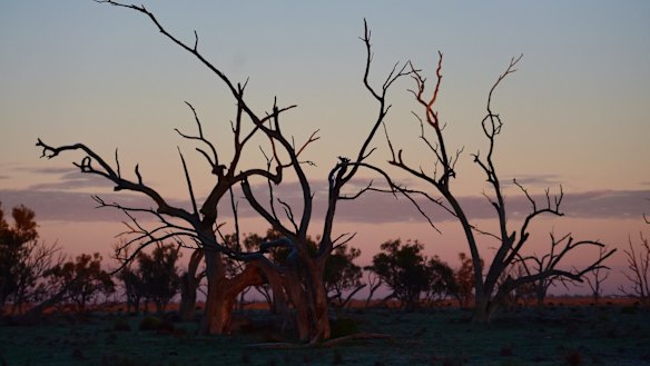 Red gums in the Macquarie Marshes in north-western NSW. The region has had no flows since last December, a local farmer says.