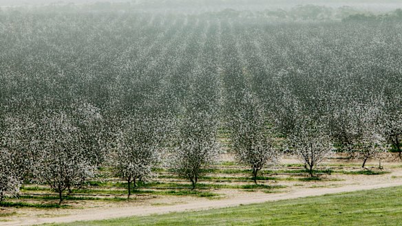 Tax incentives introduced in the 1990s encouraged Australians to invest in plantation and forestry schemes. However, the policy was wound back in the early 2000s out of concerns it was creating both unsustainable farms and unsustainable businesses. 