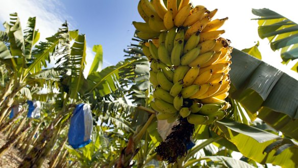 A devastating cyclone that wiped out most of Australia’s banana crop contributed to soaring inflation in 2006.