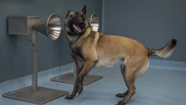 A dog sniffs out COVID-19 during a training at the national veterinary school of Alfort on October 15, 2020 in Paris, France. 