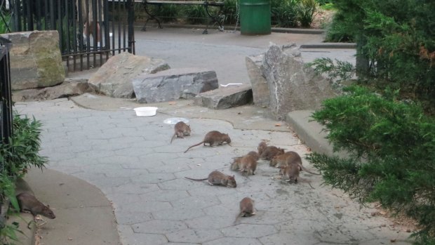 Feeding time: brown rats feast on leftovers from a takeaway in a New York City park. 