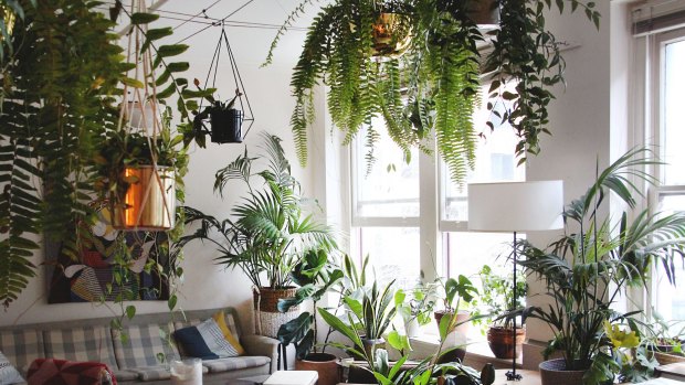 The popularity of The Jungle Collective's events reflects a growing demand for indoor plants which has swept through the millennial mainstream in recent years.