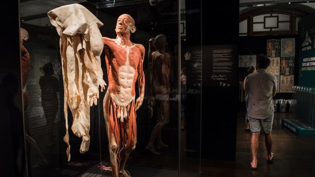 A full body specimen at Body Worlds Vital holds up its own skin.