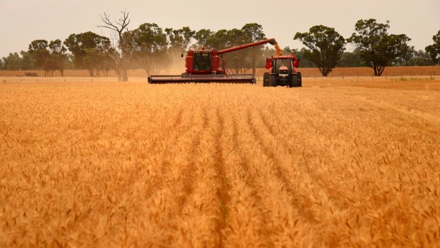 Farmers harvest wheat near Cowra in NSW. 