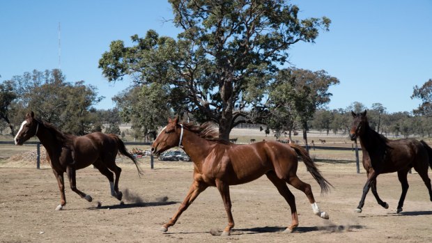 “You can tell horses your darkest secrets and they won’t judge"