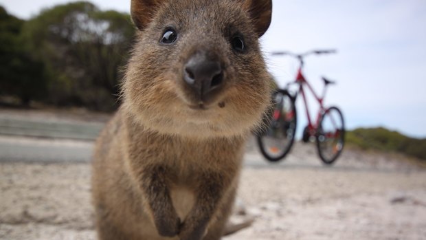 Rottnest Island is set to reopen to visitors.