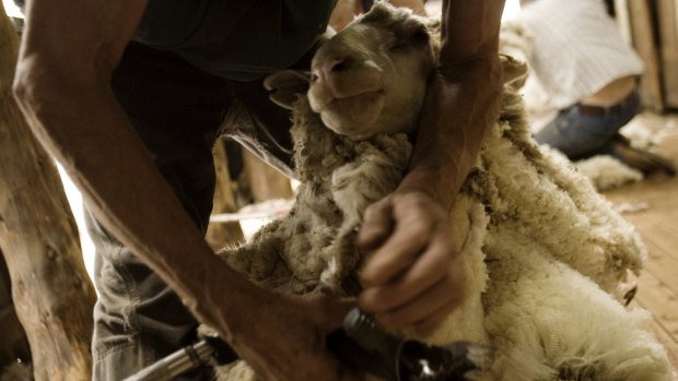 Data released earlier this month shows just 63,000 tonnes of wool came out of the nation's shearing sheds in the three months to the end of June, the smallest quarterly clip on record.