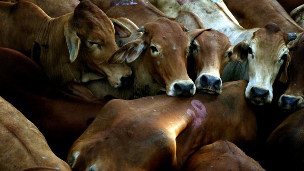 Beef exports from four companies, three in Queensland and one in NSW, have been suspended by China.