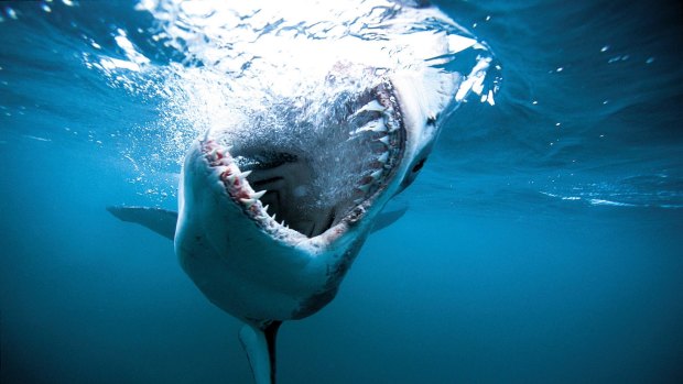 The Queensland government has announced a five-point plan following a shark roundtable held in Airlie Beach on Friday.