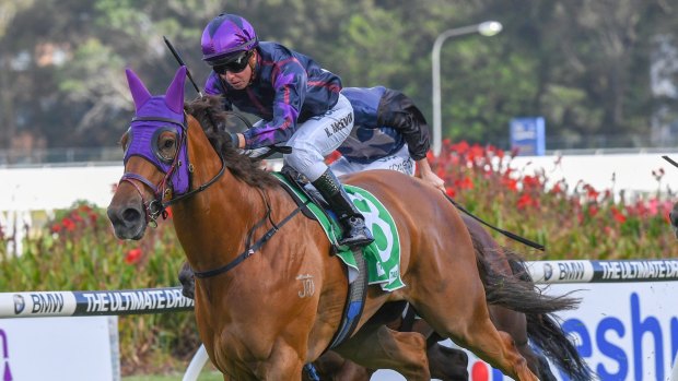 Stable star: the talented Don't Give A Damn wins at Rosehill earlier this year.