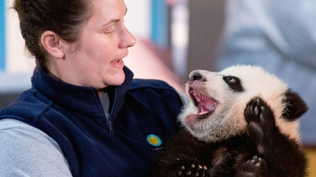 Bei Bei the offspring of Mei Xiang has moved back to China.