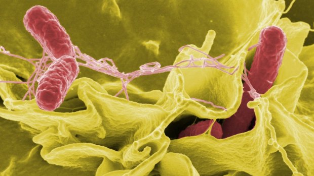 Salmonella is rampant in Australia, according to nervous Brits.