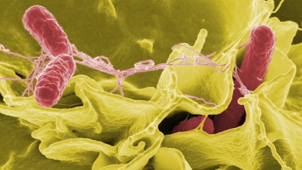 Salmonella is rampant in Australia, according to nervous Brits.