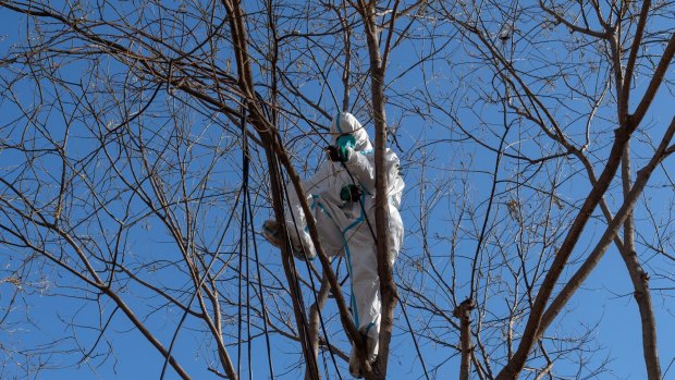 A worker in protective gear climbs a tree outside a suburb in lockdown due to Covid in Beijing on December 1.