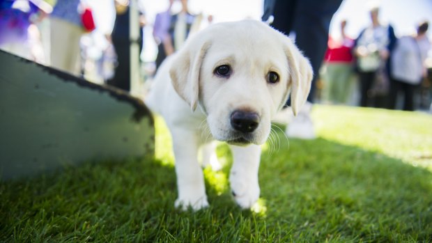Labradors are the most popular dog for Brisbane residents.