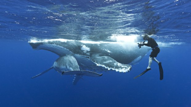 WA has been trialling humpback whale swimming encounters since June 2016. 