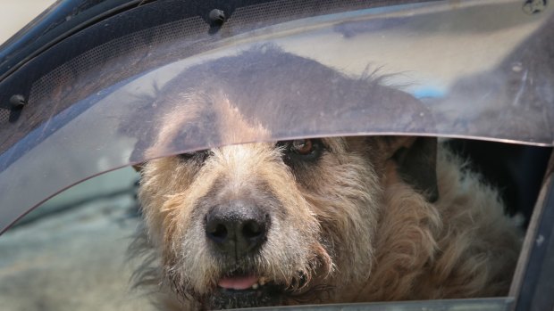 RSPCA inspectors rescued 46 pets from hot cars during 2018.