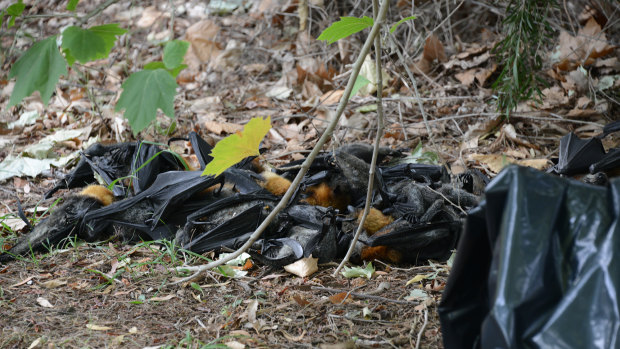 Dead bats were dropping from trees in Bairnsdale on Friday due to the extreme heat. 