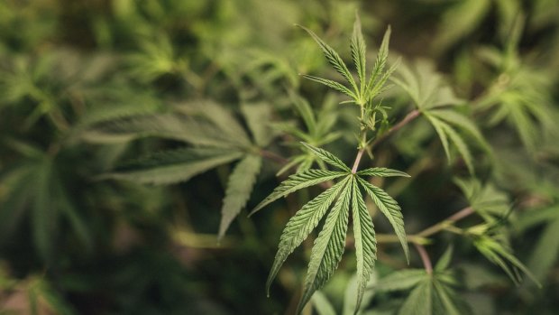 Debate on a bill to legalise cannabis will begin on Wednesday. 