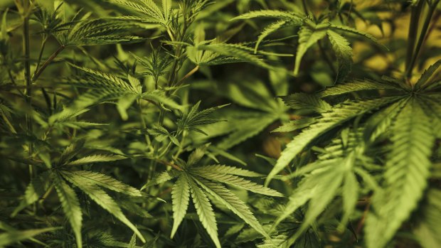 Medicinal cannabis growth is regulated by the Office of Drug Control, according to Brisbane City Council.