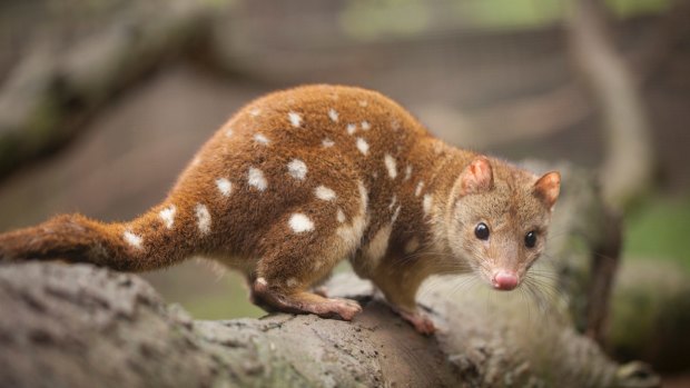 Spot-tailed quoll.