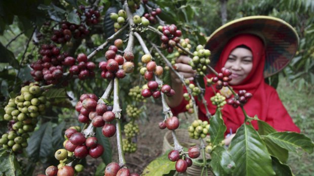 A farmer harvests robusta coffee at a Plantation in East Java, Indonesia.