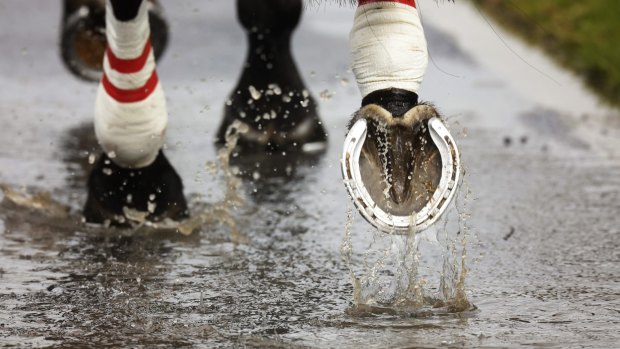 Gosford will host the NSW feature meeting on Friday.