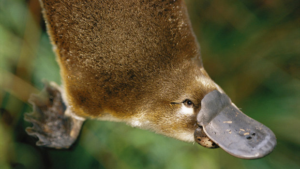 Enclosed yabby traps can also fatally snare a platypus.
