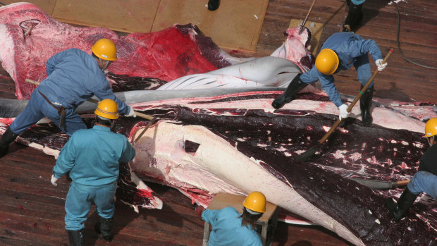 Japan claims its annual whale hunt is required for "research" purposes.