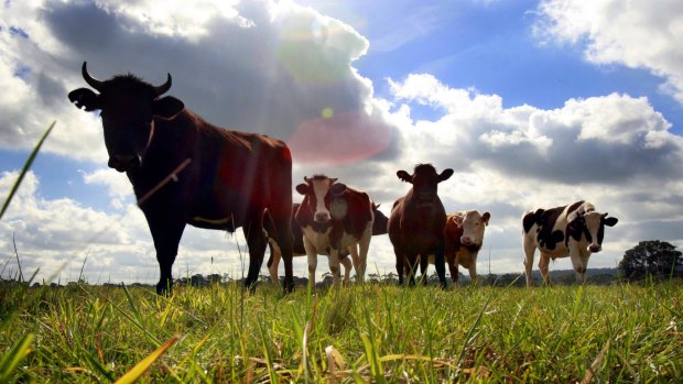 Australia's beef exports to China might face a challenge if Beijing opens the door to US farm exports. 