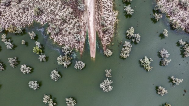 Flooding along the Darling River at Bourke in January, as heavy rains slowly made their way down the river system.