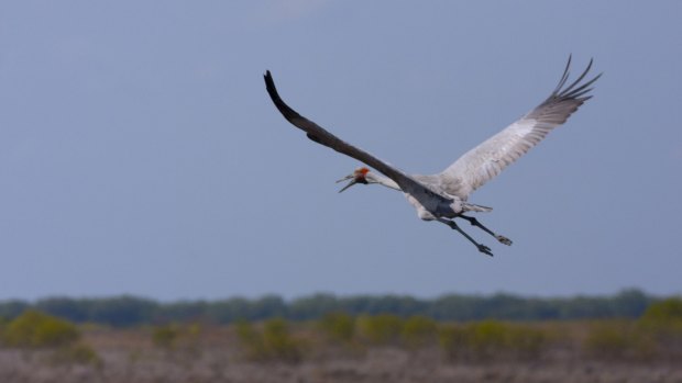 The windfarm plan has been scaled back to protect the brolga.