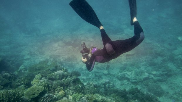 The federal government will spend $10 million on a communications campaign focused on the Great Barrier Reef, which has suffered devastating coral bleaching.