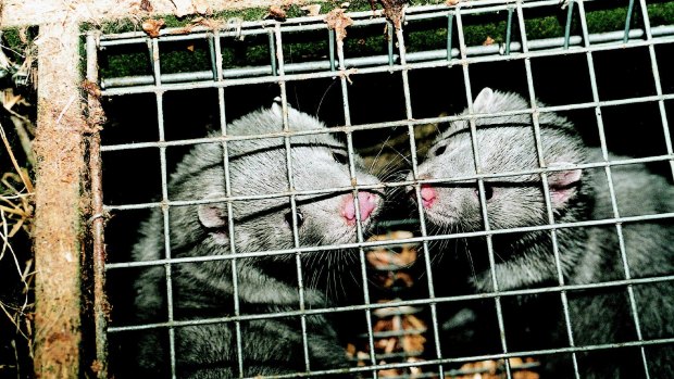 Grey mink wait for slaughter in a cage in a fur farm.