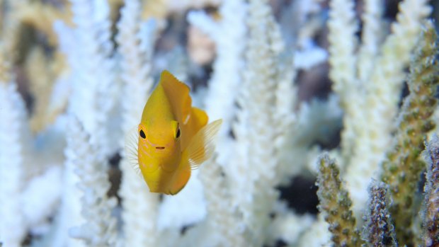 The IPCC report found that a 2 degree temperature rise would virtually wipe out the world's coral reefs, which are already struggling with coral bleaching.