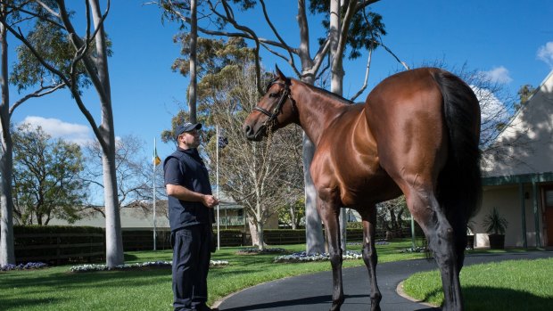 Bright start: American Pharoah shuttled to Australia for the first time last year and covered 158 mares.