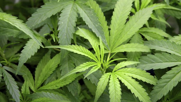 The Office of Drug Control has granted 46 licences for cannabis cultivation.