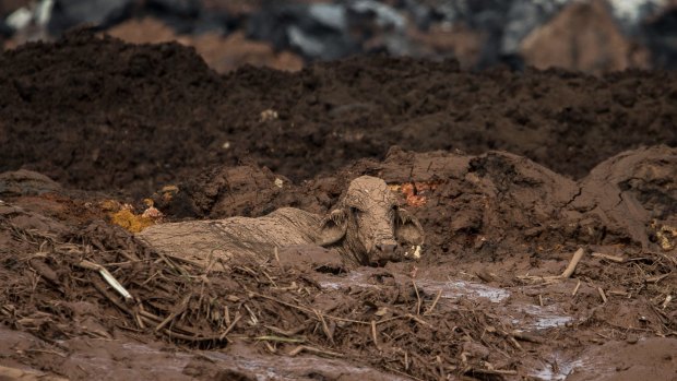 The Brumadinho dam collapse in Brazil killed 300 people and caused widespread destruction. 