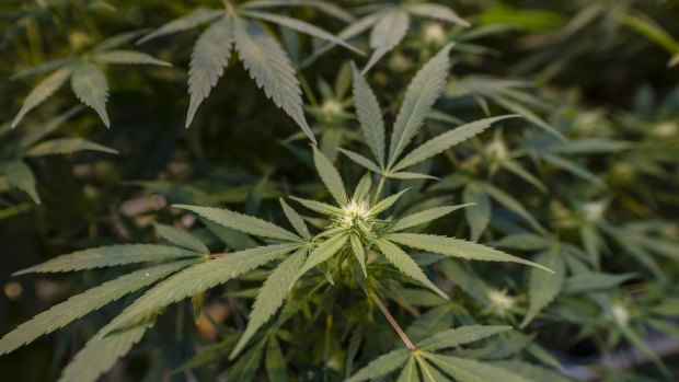 Cannabis plants grow in a greenhouse at the Hexo Corp. facility in Gatineau, Quebec, Canada.