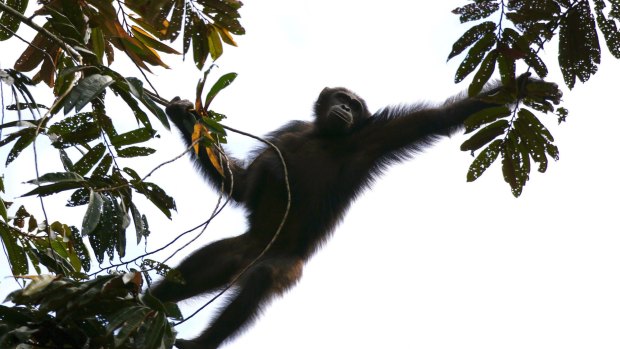 Chimpanzees at the Belfast Zoo showed how intelligent they are.