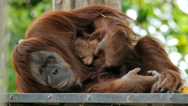 Sumatran Orang-utan mother Maimunah and her baby Dewi at the Zoo in 2001.