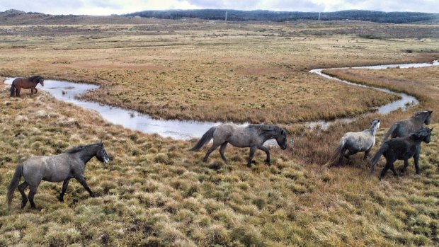 Environmental experts say swift removal of many thousands of horses is required to help the ecosystem recover from grazing pressure and damage caused by their hooves.